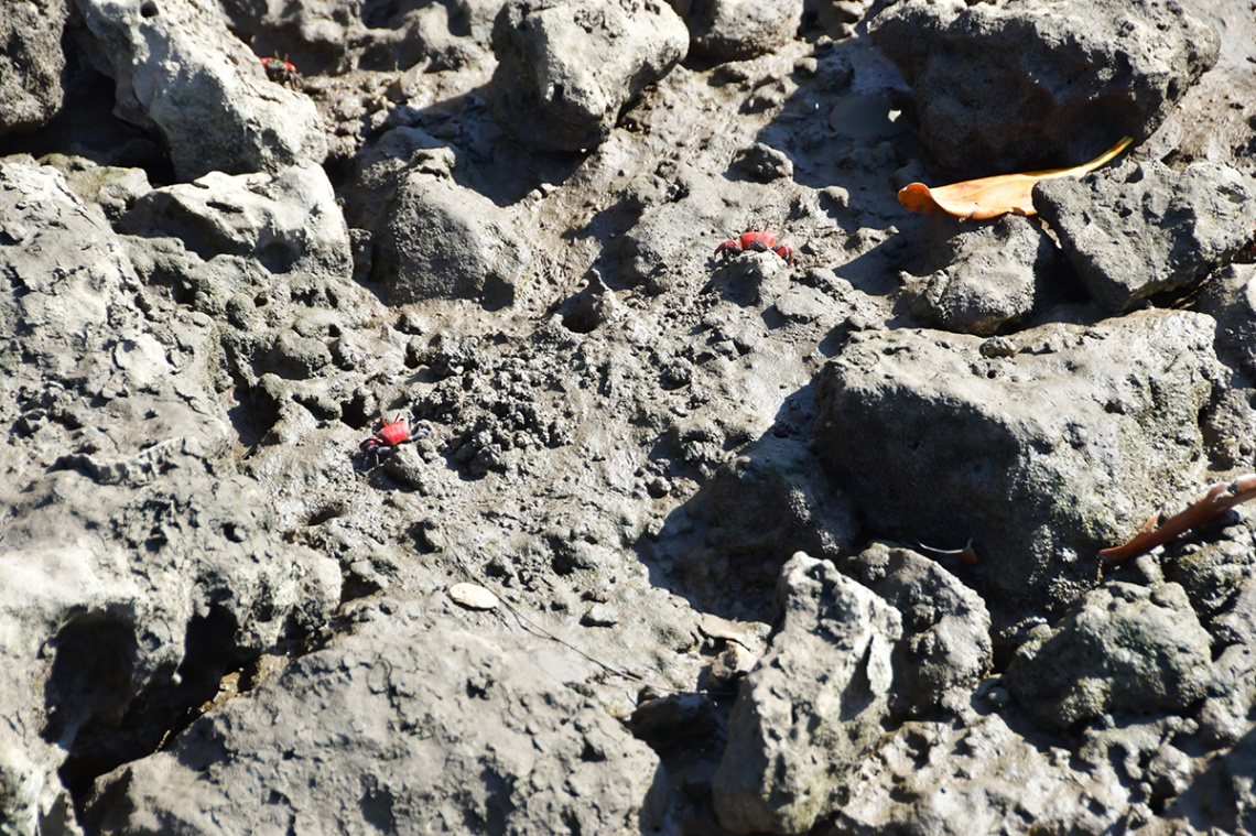 島尻マングローブ_6789