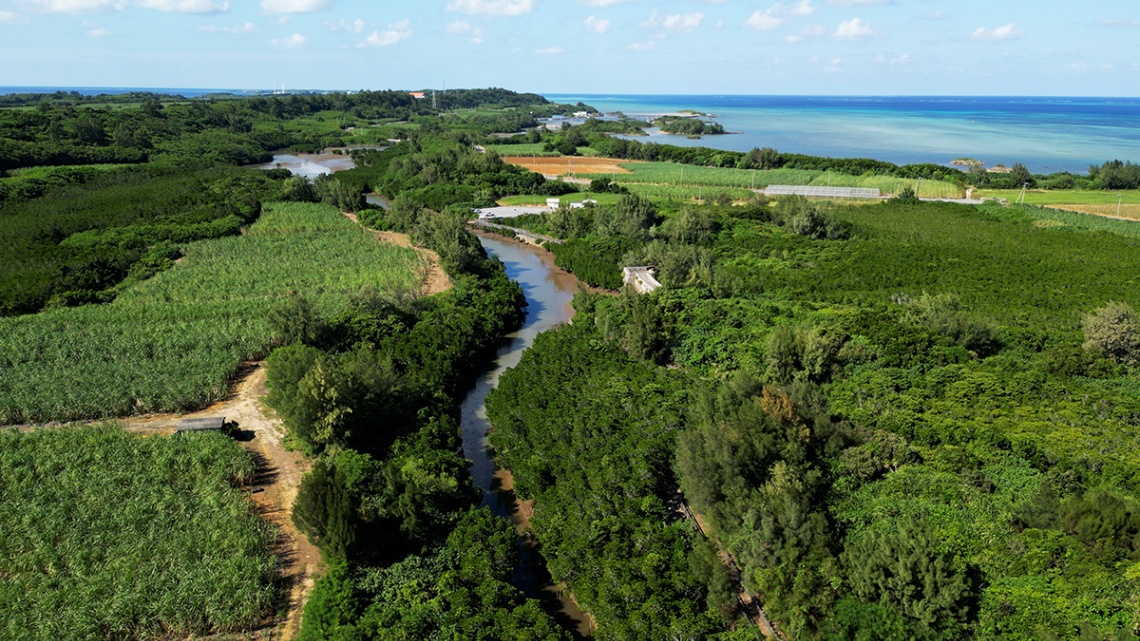 島尻マングローブ_1