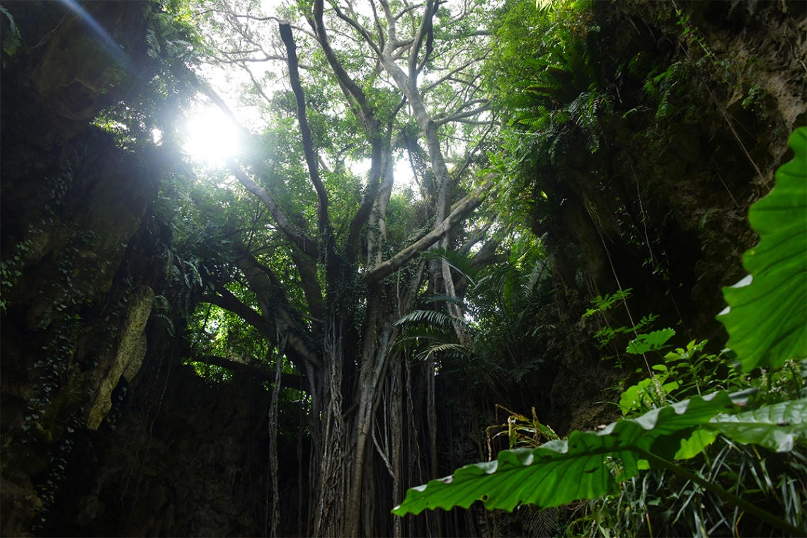 ガンガラーの谷_6456