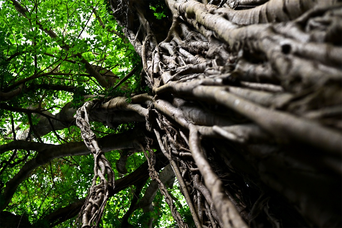 ガンガラーの谷_6457