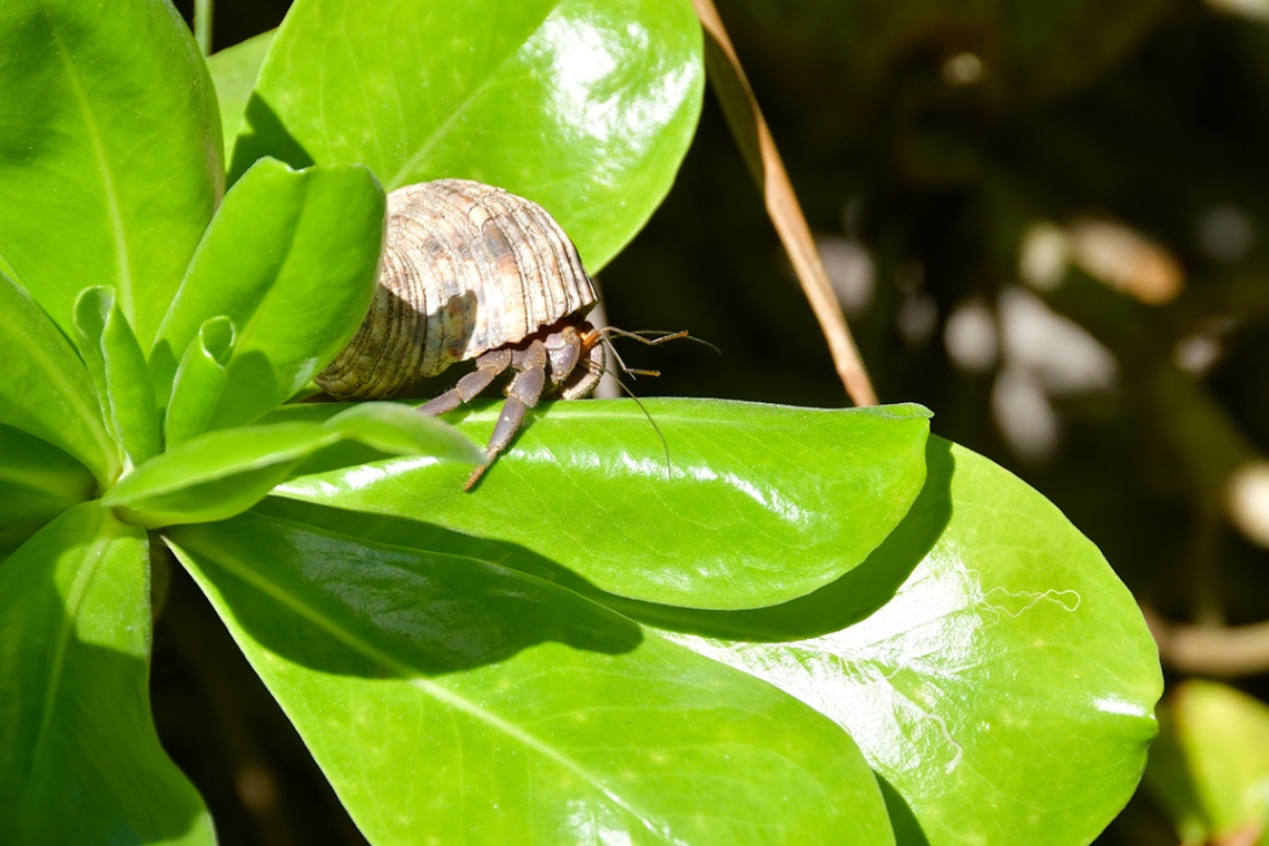 宮古島ビーチ（前浜ビーチ・砂山ビーチ）_7030
