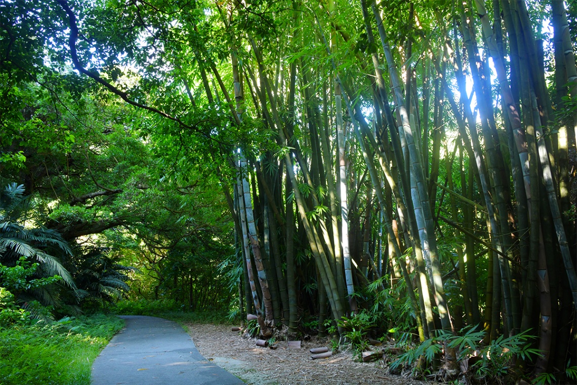 ガンガラーの谷_6463