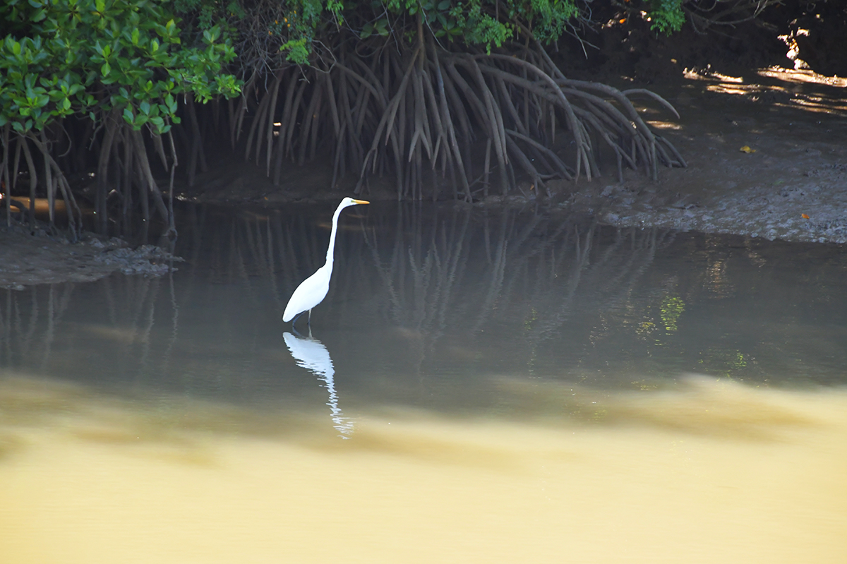 島尻マングローブ_6790