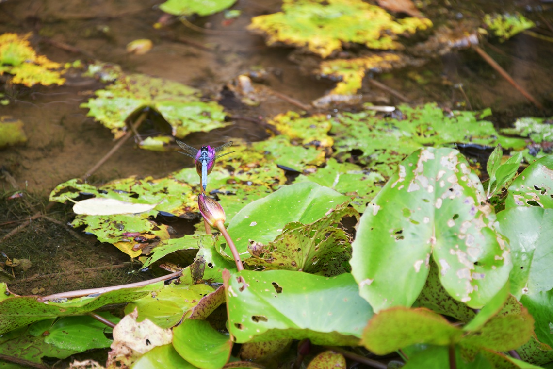 轟の滝公園_6666