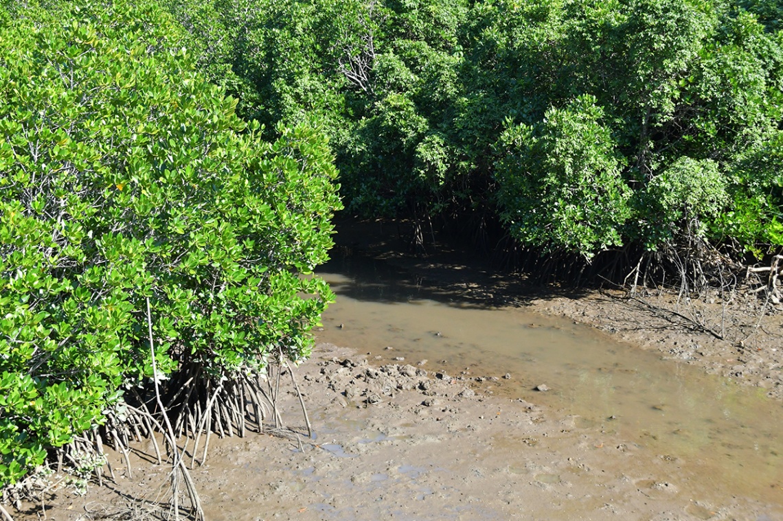 島尻マングローブ_6791