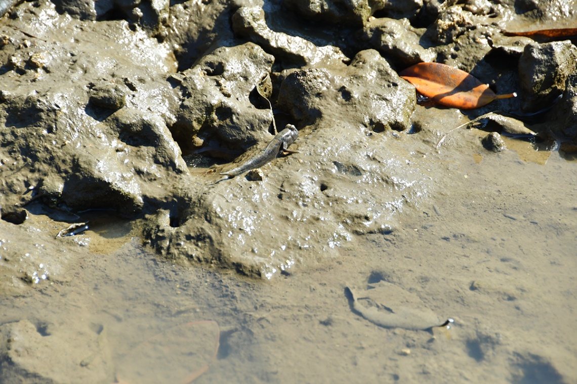 島尻マングローブ_7