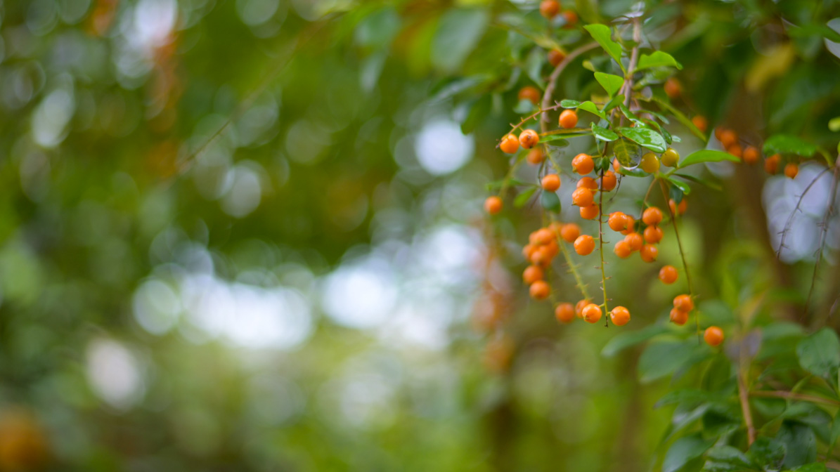 八重山そば処 来夏世_7278