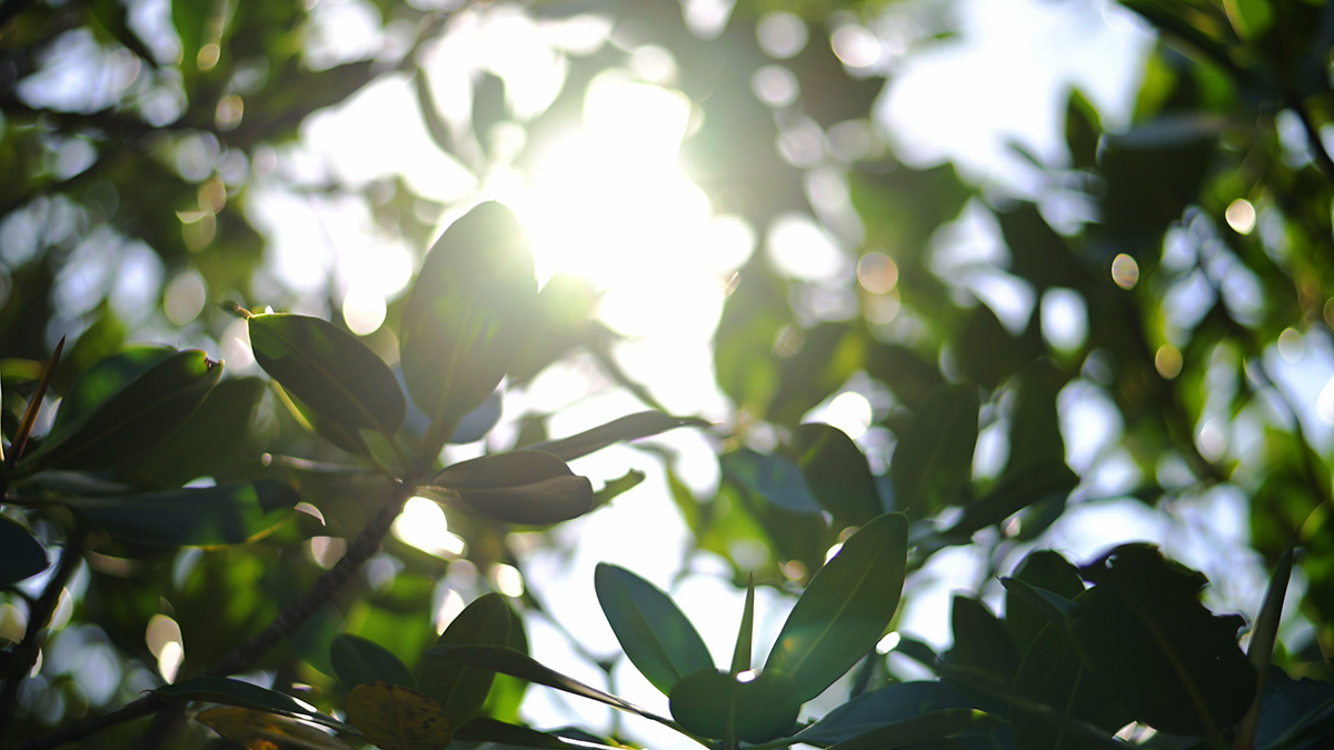 島尻マングローブ_6793