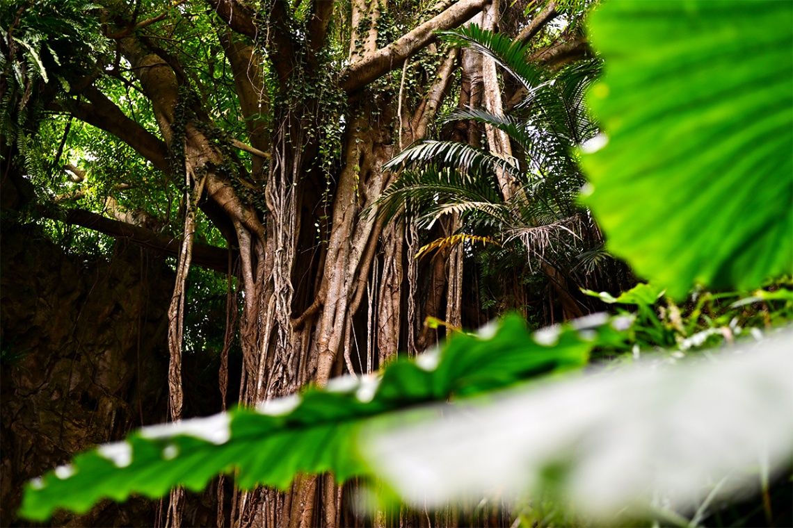 ガンガラーの谷_6452