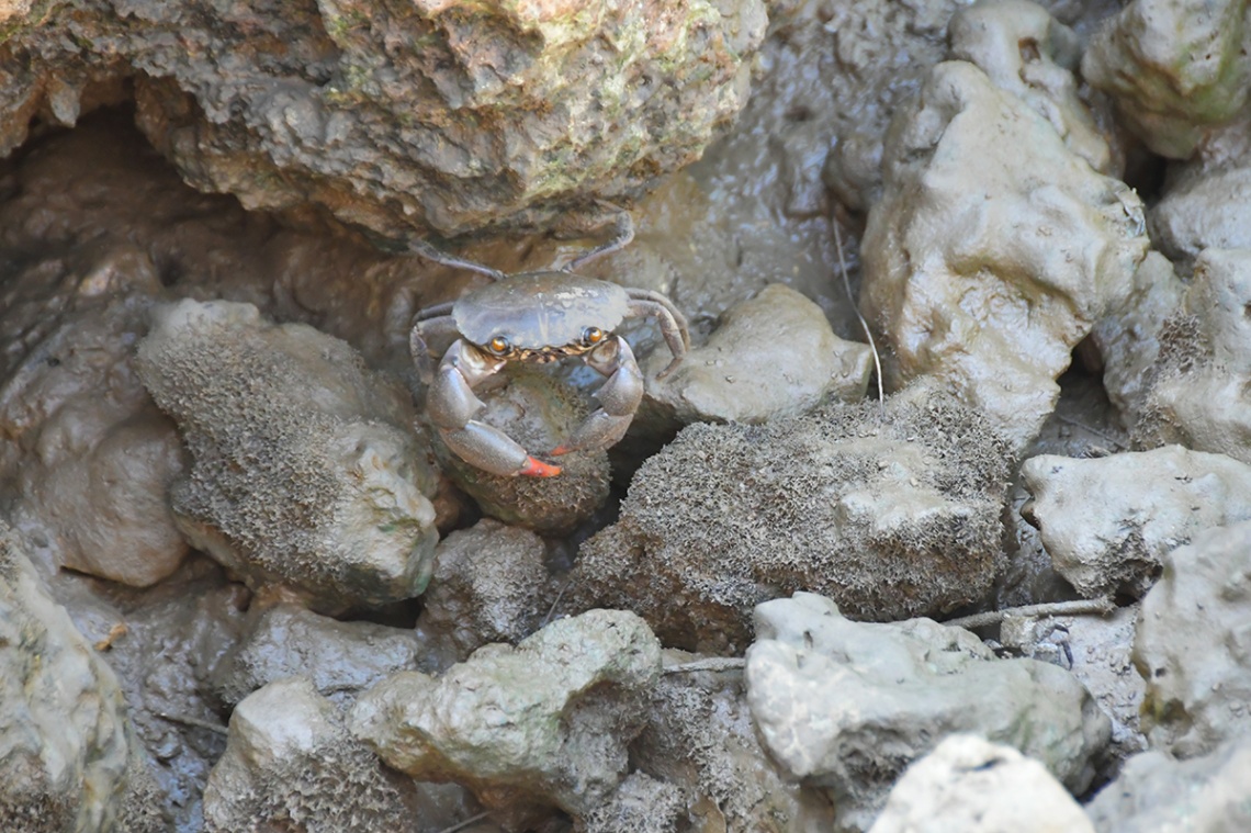 島尻マングローブ_11