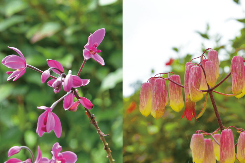 石垣島鍾乳洞　_11