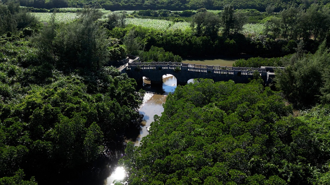 島尻マングローブ_img