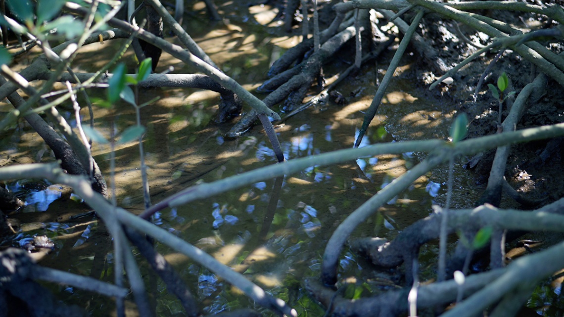 島尻マングローブ_13