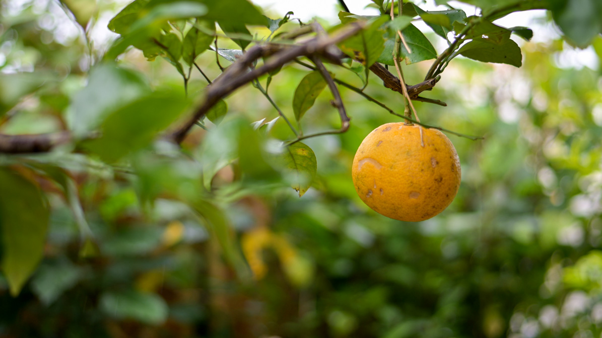 八重山そば処 来夏世_7281