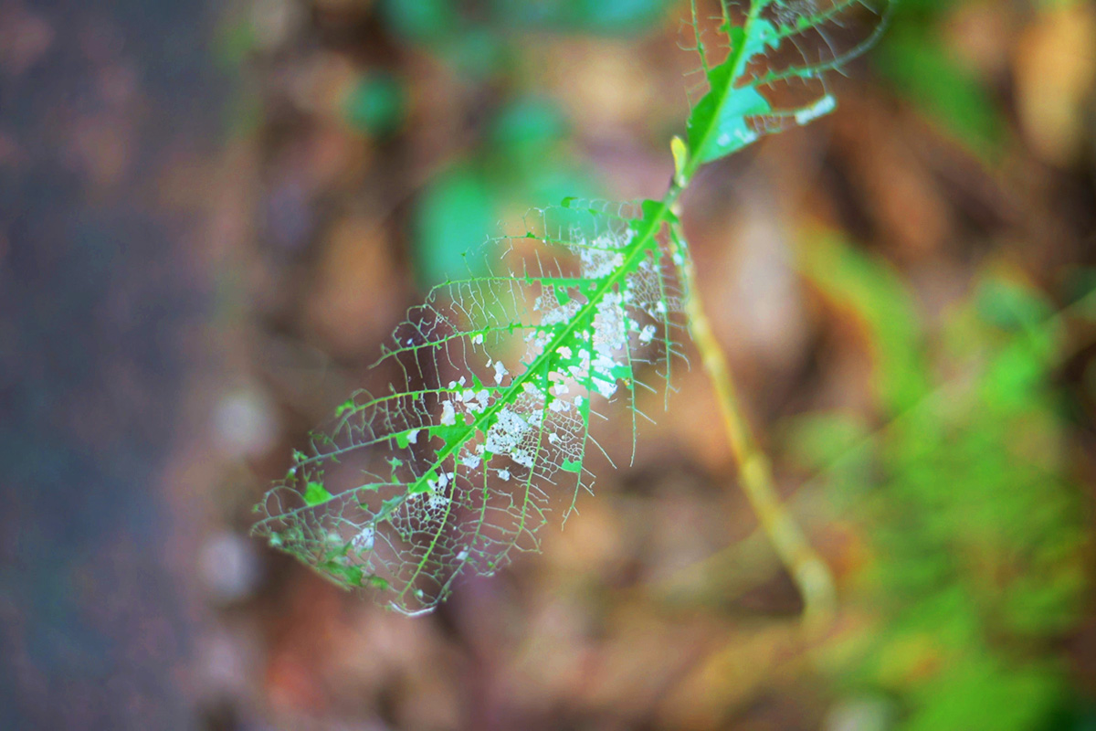 バンナ公園_7465